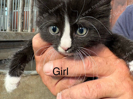 Mixed Litter Farm Kittens for sale