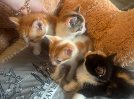 Mixed kittens
