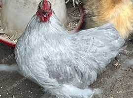 Lilac pekin bantam cockerel