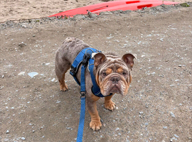 Rehome my dog