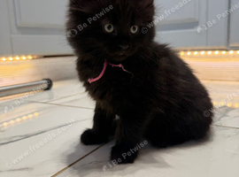 Maincoon cross