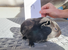 Baby guinea pigs for sale