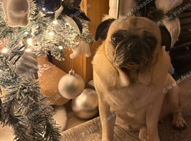 6 year old Female pug
