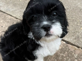 Lhasa apso female