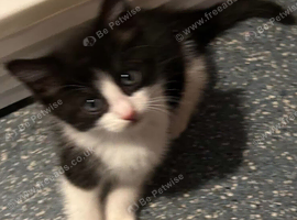 3 kittens availble