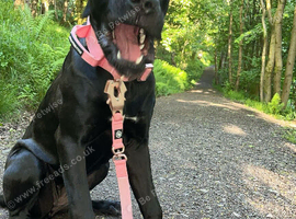 Cane corse
