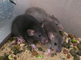 Fancy rats and dumbo rats