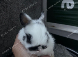 Netherland dwarf babies