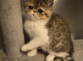 Exotic kittens for sale in london