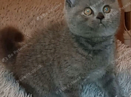 1 silver chunky British short hair male left!