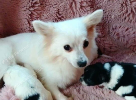 4 pomeranian boys