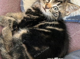 8 week old female kitten