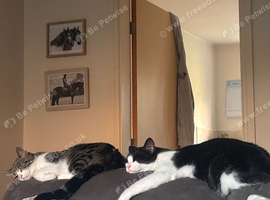 pair of cats looking for new home