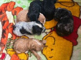 Beautiful Cockapoo Puppies Looking for Loving Homes
