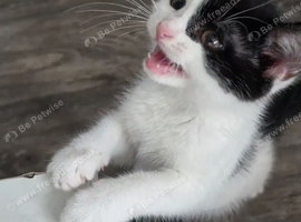 Lovely 3-Month-Old Mixed Breed Kitten Looking For A New Home