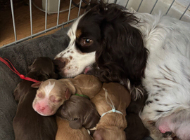Pedigree Cocker Spaniel Puppies