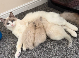 Ragdolls