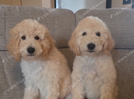 Standard Multigeneration Labradoodle back cross