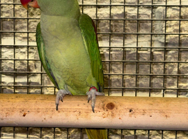 ALEXANDRINE HEN