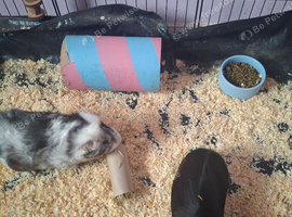 2 bonded males