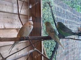 3 Budgies