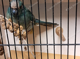 Kakarike