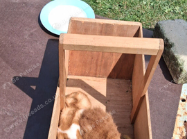 Cute 8 week old Guinea Pigs