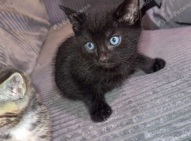 Beautiful male kitten