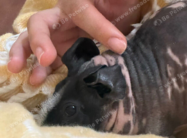 Male guinea pigs x2 (brothers)