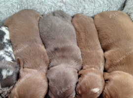 DACHSHUND babies 5th November
