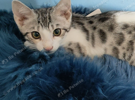 Velcro Silver Rossetes Parti Bengal Kittens