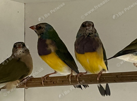 For Sale Gouldian Finch Males x 6 2026 youngsters