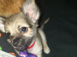 Boy deer head chihuahua puppy for sale