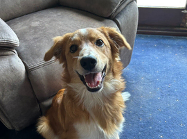 7 month Collie x Welsh Sheep Dog Looking for Forever Home