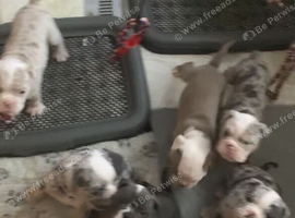 8 Olde tyme bulldogge pups