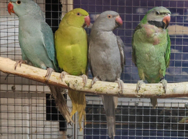Baby Ringneck Parrots