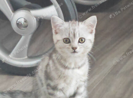 Silver Tabby