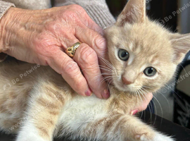 Main coon cross kittens tabby and ginger