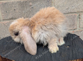 Holland mini lops