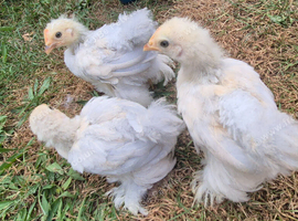 Trio of Porcelain Booted Pekin Bantams
