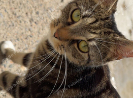 Mixed female cat