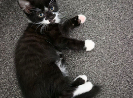 Four beautiful kittens