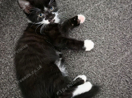 Last lovely male kitten