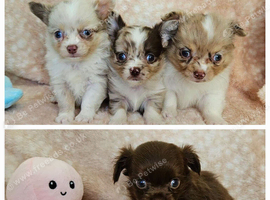 Long haired Choc & Choc Merle pups, Russian dad...