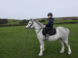 Registered Welsh Section A Mare