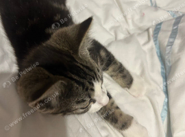 Amazing kitten