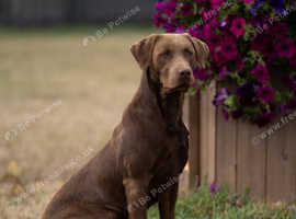 KC Reg Chocolate stud with FTCH Pedigree & 0/0 Hips