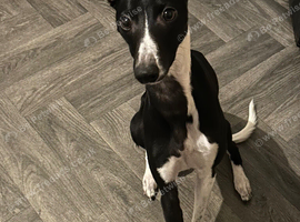 Proven Whippet Stud Dog Available