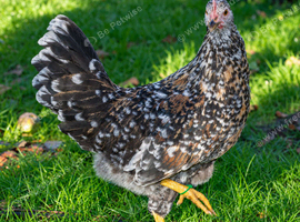 SWEDISH FLOWER HEN - VARIOUS PULLETS - RARE LANDRACE BREED