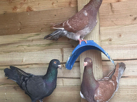 Racing pigeons
